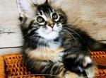 Kiara - Maine Coon Cat For Sale - Brooklyn, NY, US