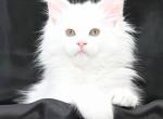 Santa - Maine Coon Cat For Sale - Brooklyn, NY, US