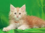 Stesha - Maine Coon Cat For Sale - Brooklyn, NY, US