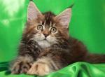 Silvia - Maine Coon Cat For Sale - Brooklyn, NY, US