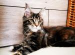 Kleo - Maine Coon Cat For Sale - Brooklyn, NY, US