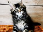 Klaus - Maine Coon Cat For Sale - Brooklyn, NY, US