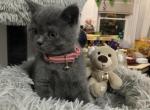 Demi - British Shorthair Cat For Sale - Brookline, MA, US