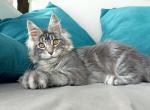 Image - Maine Coon Cat For Sale - Norwalk, CT, US