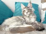 Intriga - Maine Coon Cat For Sale - Pembroke Pines, FL, US