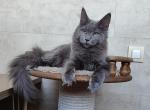 Carolina - Maine Coon Cat For Sale - Norwalk, CT, US