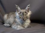 Amur - Maine Coon Cat For Sale - Norwalk, CT, US