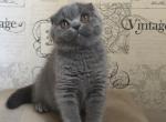 Naza - Scottish Fold Cat For Sale - Los Angeles, CA, US