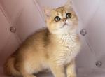 Walya - British Shorthair Cat For Sale - Los Angeles, CA, US