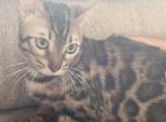 Bengal Female - Bengal Cat For Sale/Retired Breeding - White Plains, NY, US
