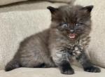Litter M - Siberian Cat For Sale - Yonkers, NY, US