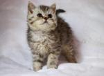 Moxy - Selkirk Rex Cat For Sale - Iva, SC, US