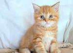 Xavier - British Shorthair Kitten For Sale - New York, NY, US