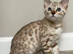 Tiffany Seal Mink  Spotted - Bengal Cat For Sale - Morgantown, IN, US