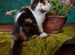 Niya - Exotic Cat For Sale - Hollywood, FL, US