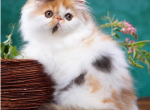 Fleur de Lis - Persian Cat For Sale - Hollywood, FL, US