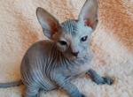 Natty - Sphynx Cat For Sale - Norwalk, CT, US