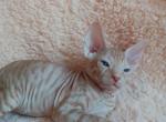 Napoleon - Sphynx Cat For Sale - Norwalk, CT, US