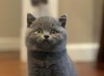 Sarach - British Shorthair Cat For Sale - Huntington, NY, US