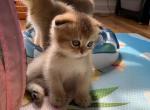 Scott - Scottish Fold Cat For Sale - New York, NY, US