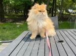 Bess - British Shorthair Cat For Sale/Service - 