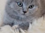 Scottish Fold and straight - Scottish Fold Kitten For Sale - Montgomery, MA, US