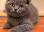 Sofia - Scottish Fold Cat For Sale - Huntington, NY, US