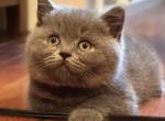 Tommy - British Shorthair Kitten For Sale - Huntington, NY, US