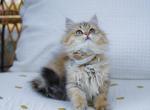 Golden black tabby British Longhair girl - British Shorthair Cat For Sale - Spokane, WA, US