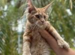 Oscar - Maine Coon Cat For Sale - Hollywood, FL, US