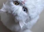 White male odd eyes - Persian Cat For Sale - Parkville, MD, US