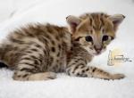 F2 Savannah boy - Savannah Cat For Sale - FL, US