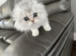 Loki Scottish Fold Long Hair Silver Boy - Scottish Fold Cat For Sale - Odessa, FL, US