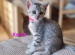 Kamal Egyptian Mau - Egyptian Mau Cat For Sale - Norwalk, CT, US