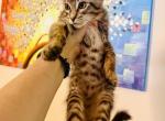 Savannah Main Coon mix - Savannah Cat For Sale - FL, US