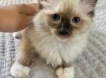 Lance seal mitted boy - Ragdoll Cat For Sale - NY, US
