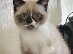 Don Juan - Minuet Cat For Sale - Bedford, VA, US