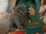 Alvin - British Shorthair Cat For Sale - Hershey, PA, US