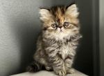 Daisy - Persian Kitten For Sale - Vancouver, WA, US