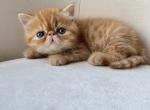 Milo - Exotic Cat For Sale - Vancouver, WA, US