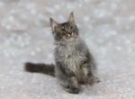 Archie - Maine Coon Cat For Sale - Boston, MA, US