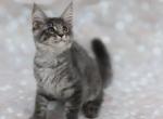Forest - Maine Coon Cat For Sale - Boston, MA, US
