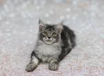 Jeff - Maine Coon Cat For Sale - Boston, MA, US