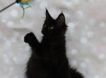 Choclate - Maine Coon Cat For Sale - Boston, MA, US