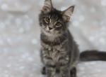 Diego - Maine Coon Cat For Sale - Boston, MA, US