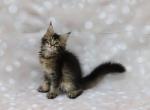 Logan - Maine Coon Cat For Sale - Boston, MA, US
