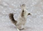 Flash - Siberian Cat For Sale - Boston, MA, US