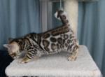 Brown Silver and Snow Rosetted Kittens - Bengal Kitten For Sale - Boston, MA, US