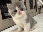 Garth - Exotic Cat For Sale - Fort Smith, AR, US