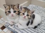 Beautiful Scottish fold and straight kittens - Scottish Fold Cat For Sale - Philadelphia, PA, US